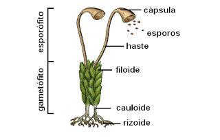 Natureza das briófitas Não possuem raízes, mas sim rizoides.
