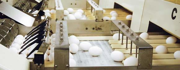 Atribuições do RT Entrepostos de ovos O RT precisa garantir a origem dos ovos, provenientes de granjas registradas São estabelecimentos destinados à
