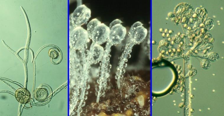 Zigomycota Inclui fungos de micélio cenocítico Sexuada Assexuada esporângios pela formação de zigósporos