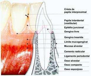 pré-molares inferiores e, menor nas regiões dos molares superiores e inferiores. Em exames clínicos observou-se que este sulco está presente apenas em cerca de 30-40% dos adultos.