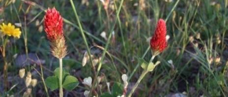 compressus Trevos subterrâneos ex.: Trifolium subterraneum T. balansae T. resupinatum T.