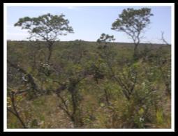 A - cerrado sensu stricto; B - Cerrado rupestre; C - Vochysia elliptica Mart.,; D- Kielmeyera speciosa A. St.