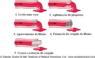 Hemostasia primária vasoconstricção adesão plaquetária agregação plaquetária tampão hemostático Hemostasia secundária (coagulação sanguínea) via intrínseca pelo contato do sangue com uma