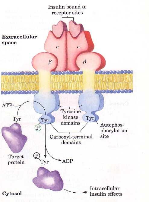 MECANISMOS DE AÇÃO DOS HORMÔNIOS NITROGENADOS Receptor: tirosina quinase Figura