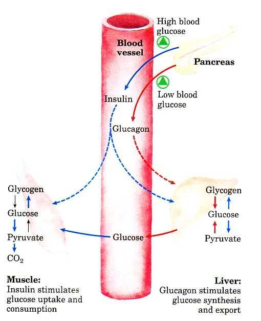 Regulação da Glicose Sanguínea Insulina