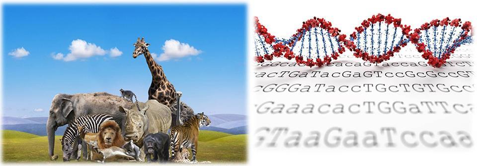 3. CONSERVAÇÃO DA DIVERSIDADE AINDA EXISTENTE Genética : uso de marcadores moleculares neutros (microssatélites) para estudar o impacto da deriva genética, do