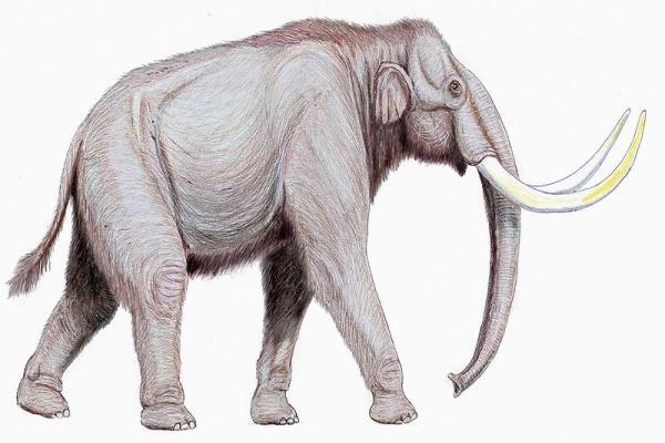 genoma do elefante africano pelo do mamufante; inseminar artificialmente uma fêmea de elefante africano e aguardar dois anos até a cria nascer.