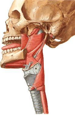Os músculos constritores da faringe exercem em geral uma ação esfinctérica e peristáltica na deglutição.