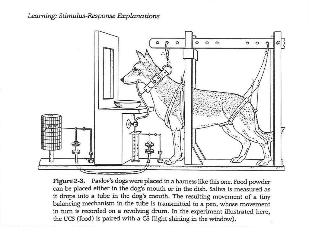 Primeiras Teorias Behavioristas Pavlov Enquanto estudava a fisiologia da salivação, Pavlov percebeu que o cachorro aprendeu a