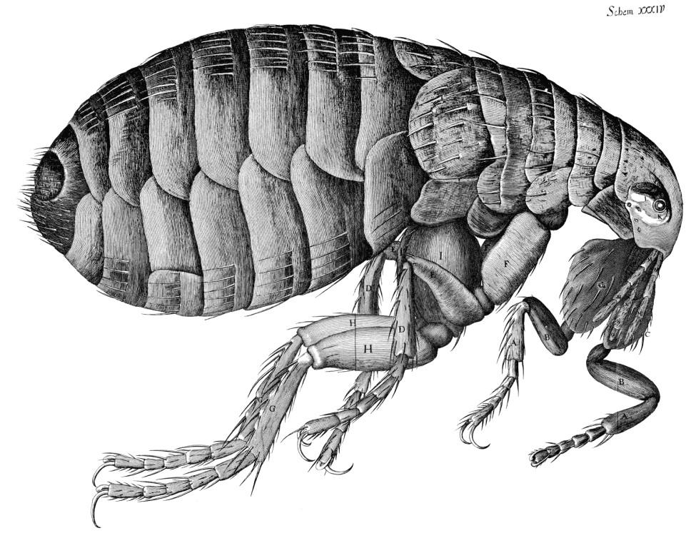 PARASITAS