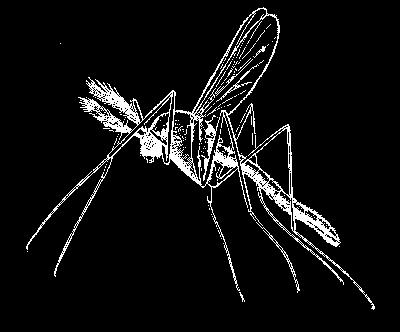 INTRODUÇÃO À PARASITOLOGIA TIPOS DE PARASITOS Quanto a permanência no hospedeiro PARASITO PERMANENTE passa a vida toda