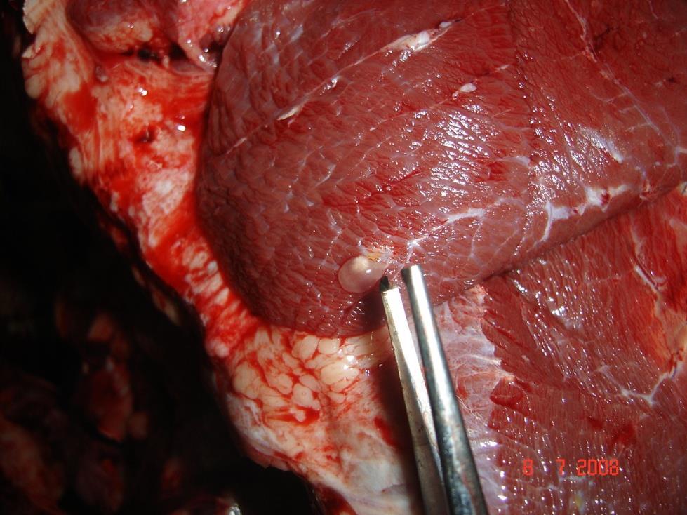 INTRODUÇÃO À PARASITOLOGIA AÇÃO DOS PARASITOS SOBRE O HOSPEDEIRO AÇÃO TÓXICA