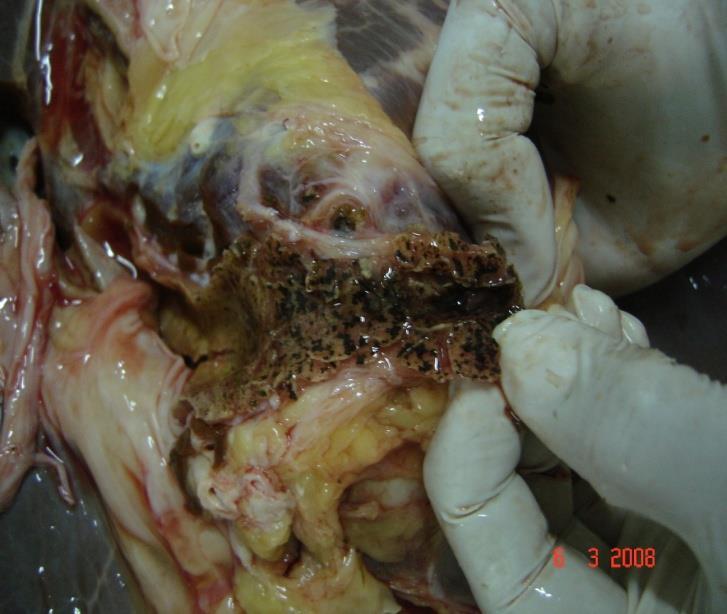 INTRODUÇÃO À PARASITOLOGIA AÇÃO DOS