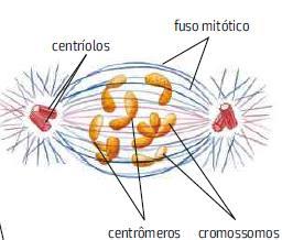 2 CENTRÍOLOS p.