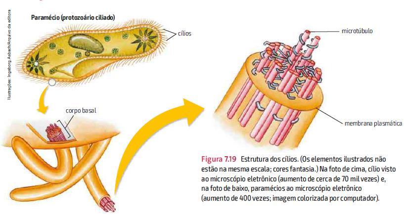 Observando os cílios e os flagelos no ME, vemos que têm a mesma estrutura (são formados por microtúbulos).