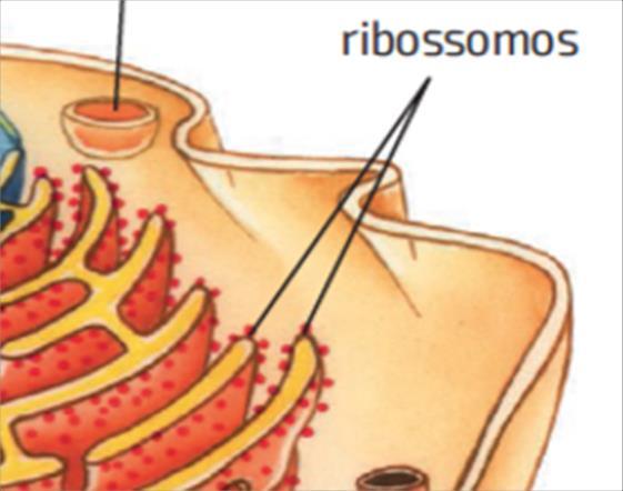 FUNÇÃO DOS RIBOSSOMOS: É nos ribossomos que ocorre a síntese de proteínas por meio da união dos aminoácidos.