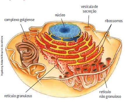 4 RETÍCULO ENDOPLASMÁTICO p.