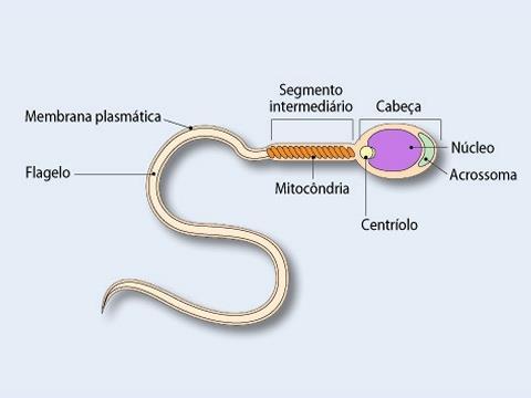 CG e a formação do espermatozoide O acrossoma, é uma vesícula presente no espermatozoide e rica em enzimas que