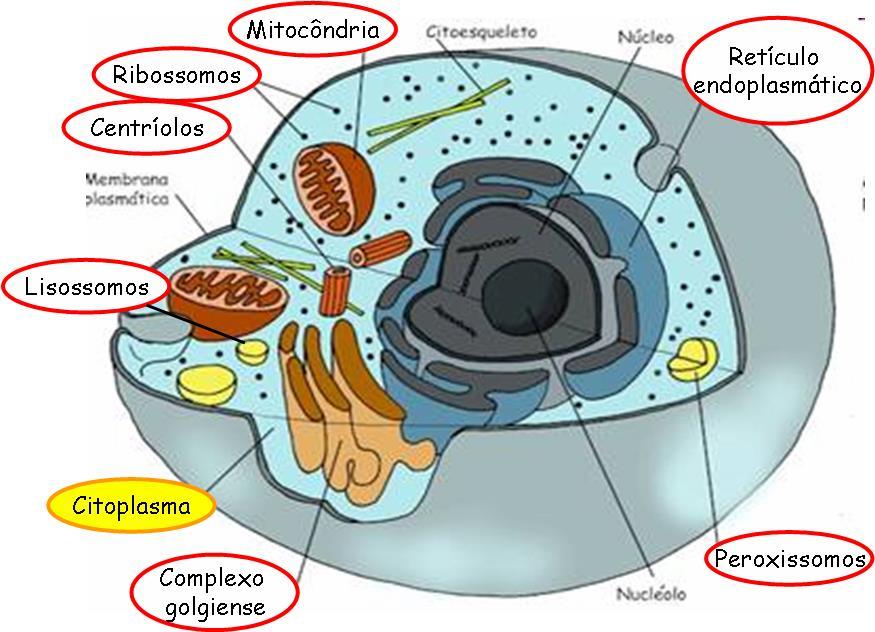 4 CITOPLASMA p.