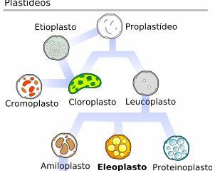 PLASTOS ou PLASTÍDEOS