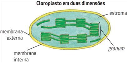 ESTRUTURA DO CLOROPLASTO São grãos verdes envolvidos por uma membrana dupla, encontrados em células vegetais (20 a 40 por célula) e de algas (1 por célula-maior).