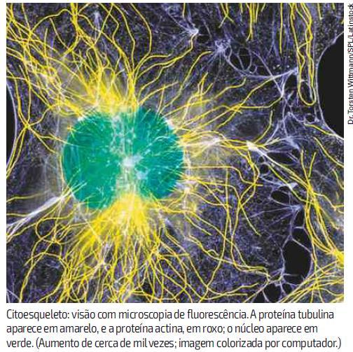 1 Sustentação da célula: o CITOESQUELETO O citosol das células eucariotas é formado por um conjunto de fibras de proteínas, chamado citoesqueleto.