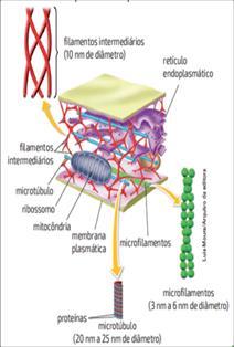 CAPÍTULO 7 MEMBRANA PLASMÁTICA E CITOPLASMA CITOPLASMA Citoplasma Material gelatinoso onde organelas estão mergulhadas e onde ocorrem reações