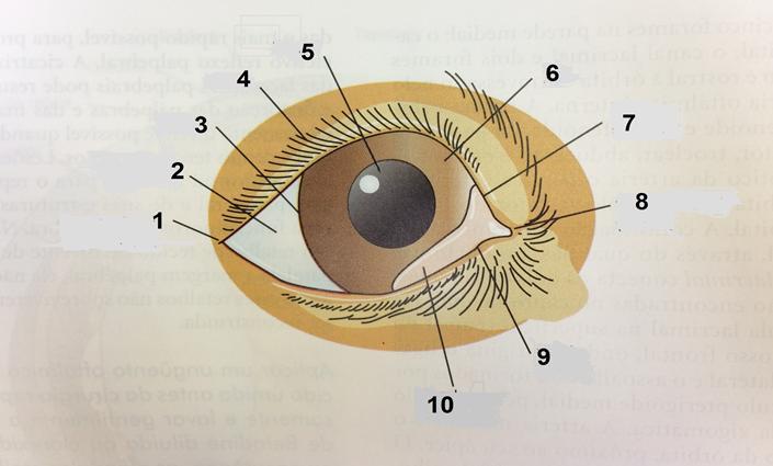 24 Na figura abaixo pode-se observar a anatomia ocular e seus anexos. Figura 13: ANATOMIA DO GLOBO OCULAR E ANEXOS 1.Canto lateral (Temporal), 2. Conjuntiva, 3.Limbo, 4. Cílios, 5. Pupila, 6.Íris, 7.