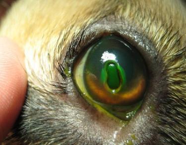Após 60s, o excesso do corante é removido com solução salina e o olho é examinado (SLATTER, 2005). Slatter (2005), que em lesões profundas, a membrana de Descemet não cora com fluoresceína.