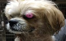 41 Algumas horas depois, o animal estava lúcido e pronto para ir embora. Observa-se o cão com o olho esquerdo após cirugia de flap conjuntival pediculado.