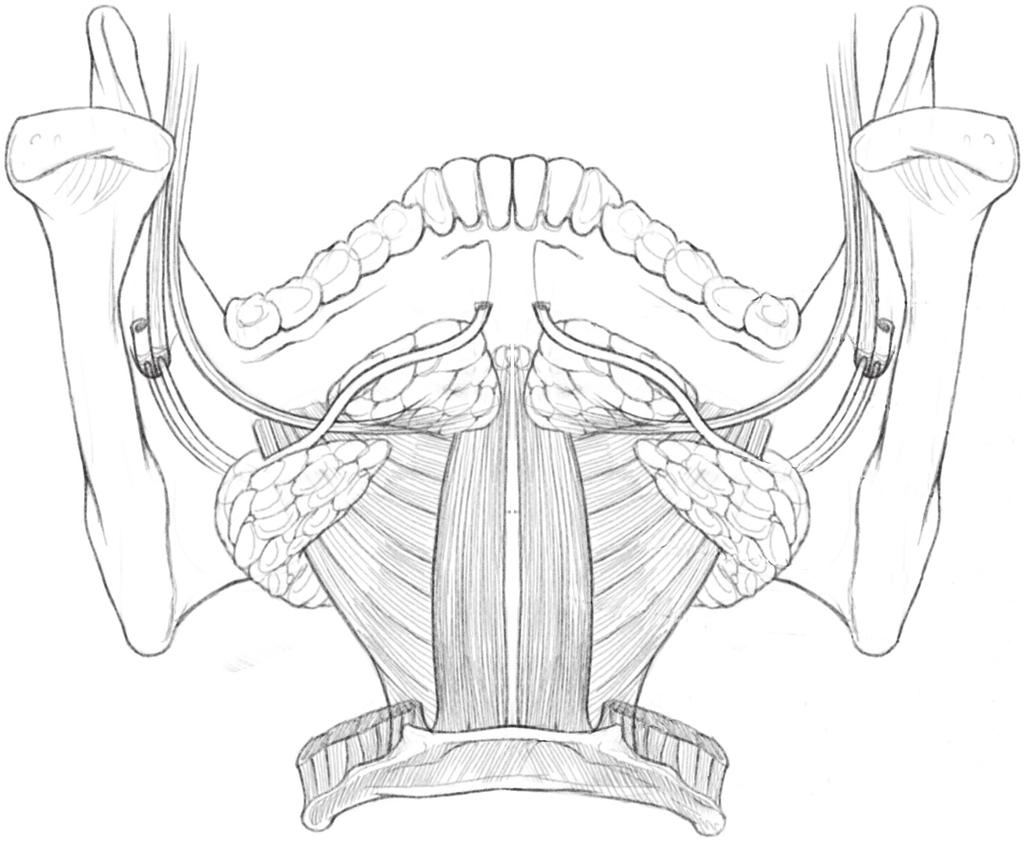 12 SEÇÃO I INTRODUÇÃO Glândula sublingual Nervo alveolar inferior Nervo lingual Nervo milo-hióideo Glândula e canal submandibular milo-hióideo genio-hióideo Corpo do osso hioide hioglosso digástrico