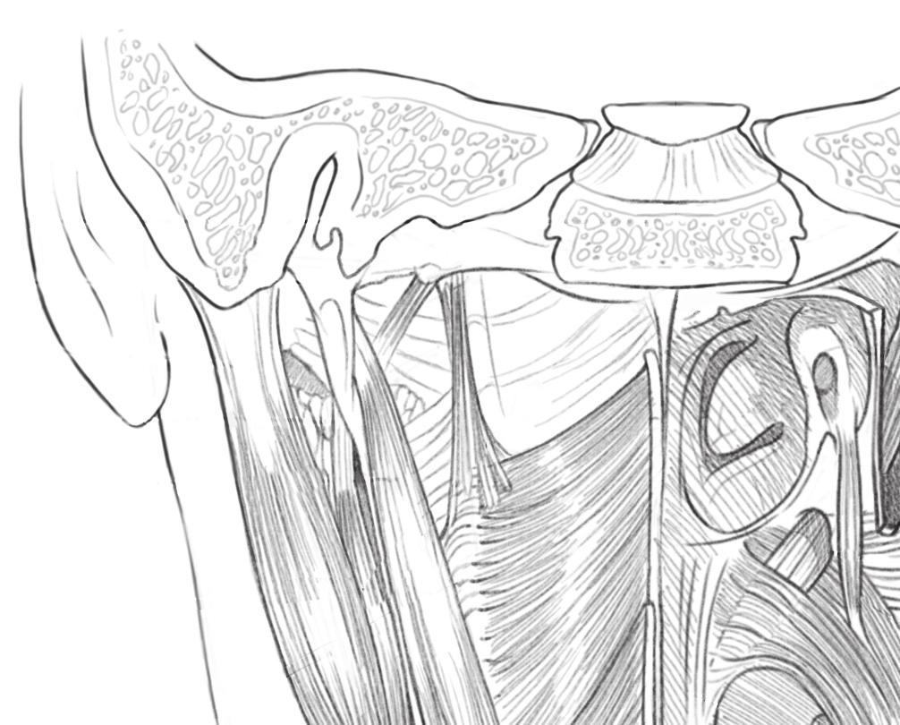 ANATOMIA CAPÍTULO 1 17 Osso occipital Processo estiloide digástrico (ventre posterior) estilo-hióideo estilofaríngeo Fáscia faringobasilar constritor superior da faringe constritor médio da faringe