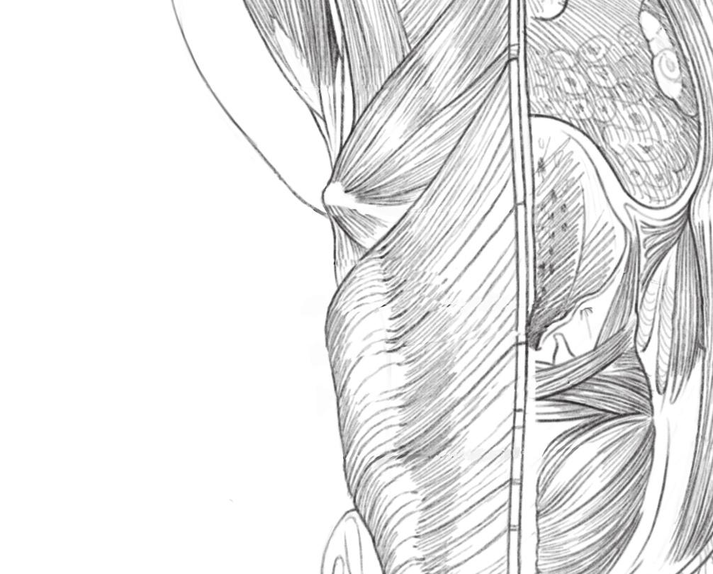 auditiva Coana elevador do véu palatino constritor superior da faringe salpingofaríngeo Úvula palatofaríngeo constritor médio da faringe estilofaríngeo Prega ariepiglótica constritor inferior da