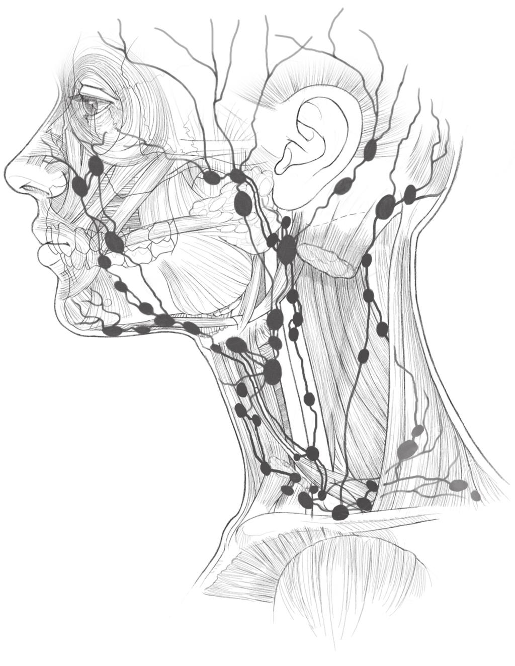 ANATOMIA CAPÍTULO 1 21 Linfonodos parótidos superficiais Linfonodos faciais Linfonodos occipitais Linfonodo jugular externo Linfonodo jugulodigástrico Linfonodos submandibulares Linfonodos