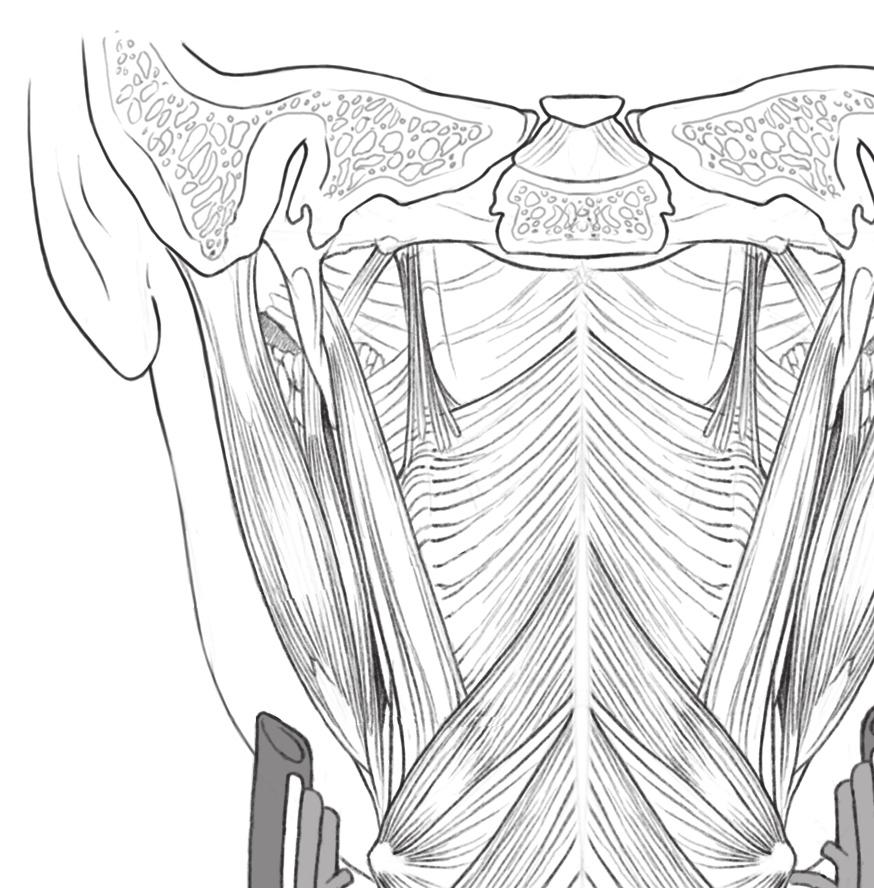 ANATOMIA CAPÍTULO 1 23 constritor superior da faringe constritor médio da faringe Osso hioide constritor inferior da faringe Rafe da