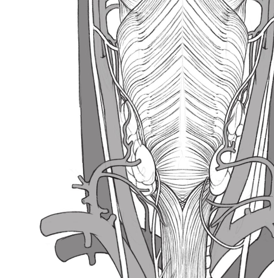 carótida externa Artéria carótida interna Artéria lingual Artéria tireóidea superior Nervo laríngeo superior Artéria laríngea superior