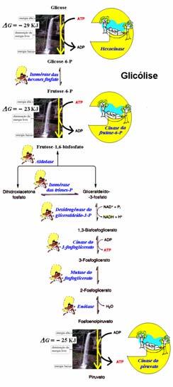 As enzimas são sensores do ambiente onde se encontram variando qualitativamente e/ou quantitativamente a sua actividade em função de variações nesse ambiente.