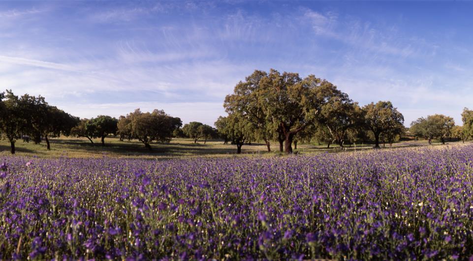 Anualmente, um hectare de floresta de sobreiros pode reter da atmosfera até 14.7 toneladas de CO 2.