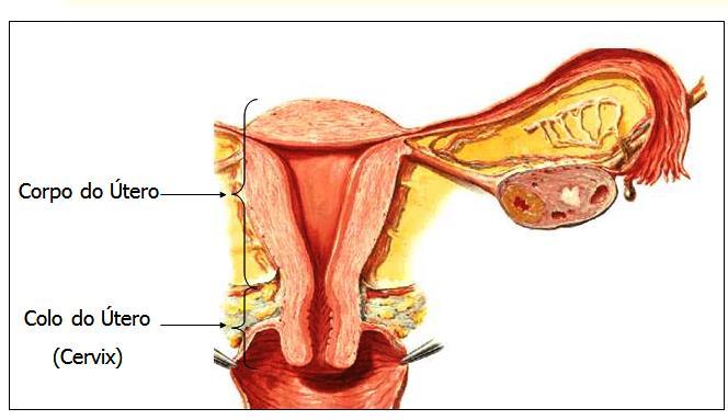 Transporte dos espermatozoides Fonte: http://www.auladeanatomia.