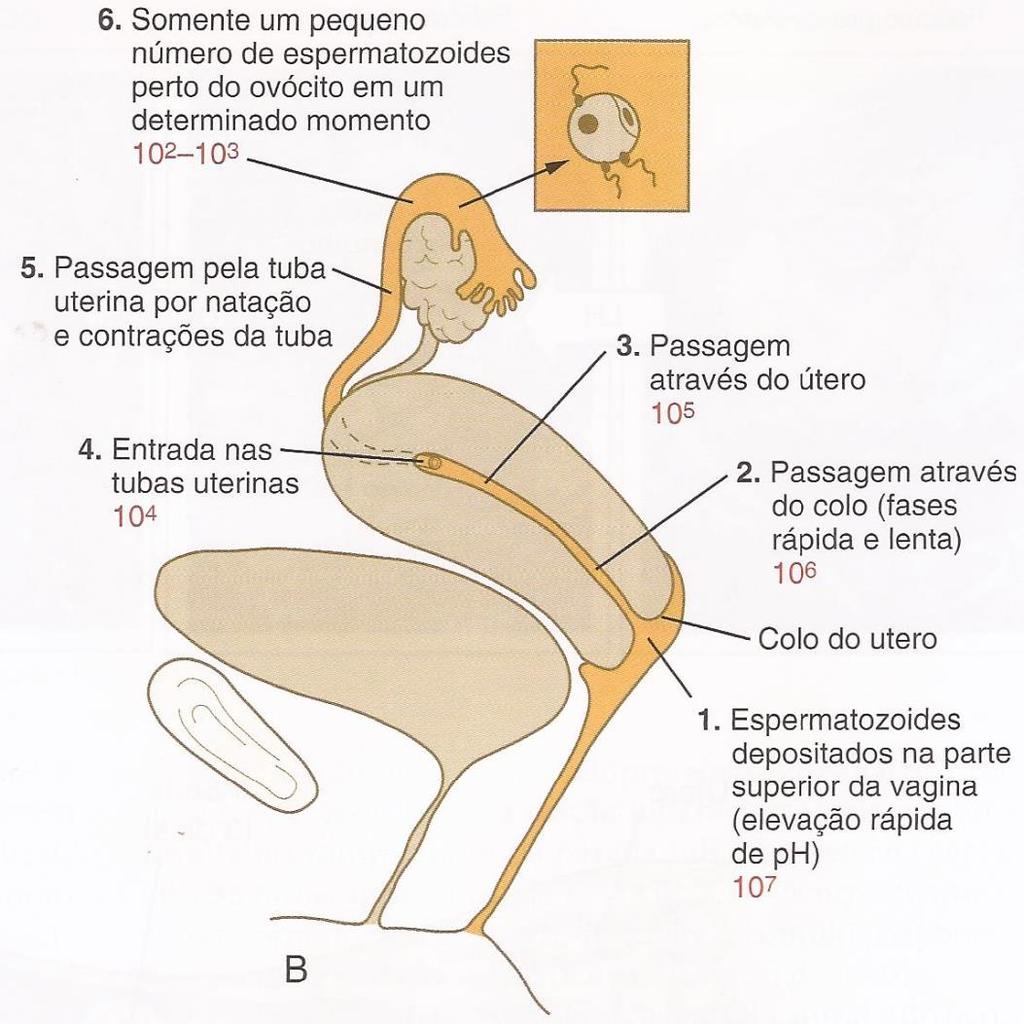 Transporte dos espermatozoides Fonte: Carlson B.