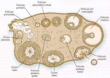 Ovocitação Fonte: Carlson B.