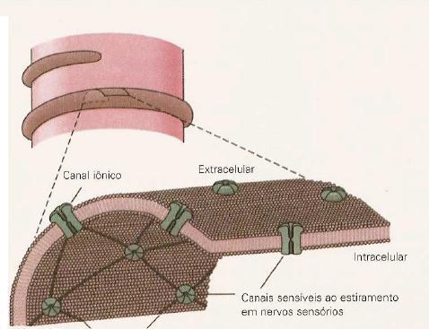 Mecanismo de estimulação de um mecanorreceptor: