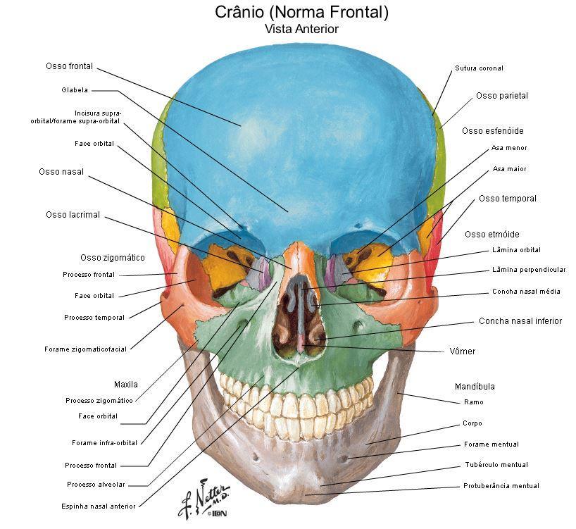 do Crânio vista lateral (retirado de Frank Netter- Atlas