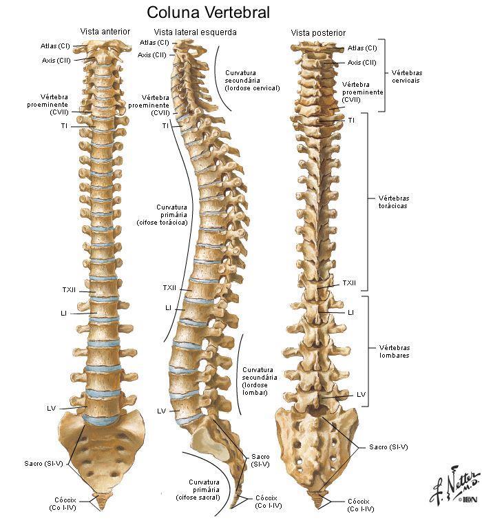 Figura 14 Esquema da coluna vertebral (retirado de Frank Netter-