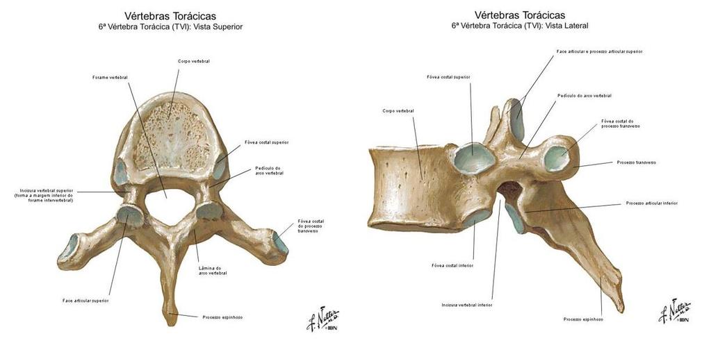Figura 17 Esquema da 4ª e 7ª vértebra cervical (retirado de Frank Netter- Atlas