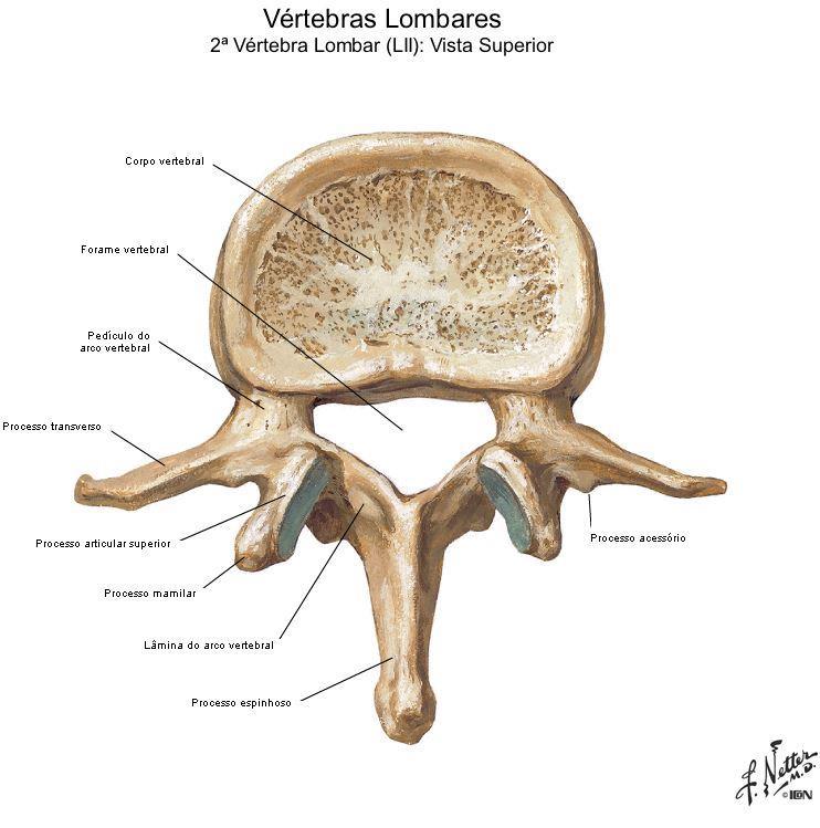 Netter- Atlas de Anatomia Humana) Figura 19 Esquema da 2ª vértebra lombar