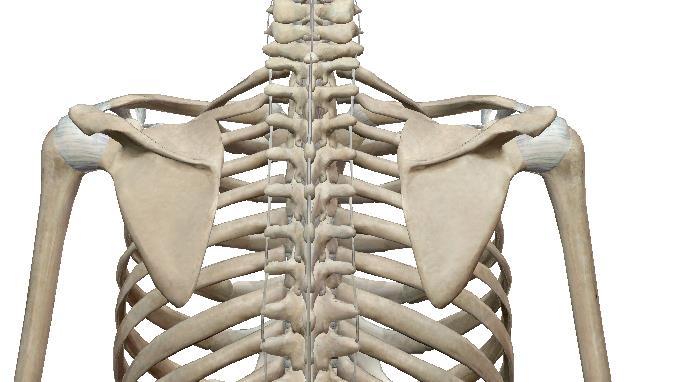 ESQUELETO APENDICULAR O esqueleto apendicular é constituído pelos ossos dos membros superiores e inferiores, bem como, pelas estruturas que ligam os ossos dos membros ao esqueleto axial, como é o