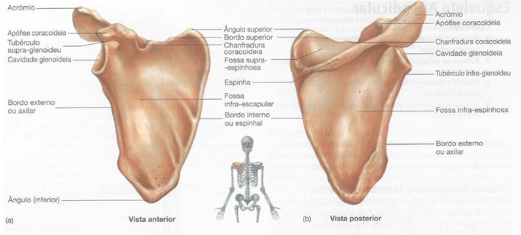 Figura 25 Omoplata (Escápula) (retirado de Anatomia e Fisiologia de Seeley 2007) O bordo superior apresenta a chanfradura coracoideia (Incisura scapulac), que é transformada em buraco por intermédio