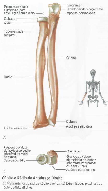 O rádio, ao contrário do cúbito, tem a parte inferior mais grossa que a superior, cuja extremidade articular apresenta uma concavidade arredondada para o