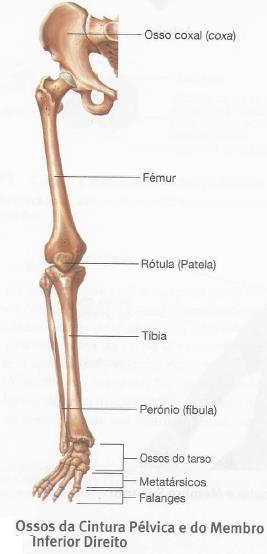 relaciona com o fémur, acima da qual se estende uma larga superfície óssea (ilíaco) e, abaixo dela, um orifício triangular (buraco obturador) separa uma parte angular anterior (púbis), de outra
